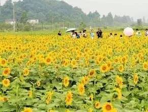 头条|再有人说广西没有秋天，就把这条微信甩给TA看！