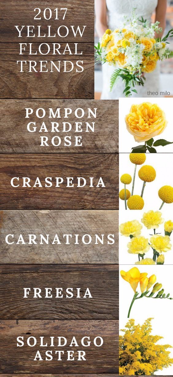 你知道多少种菊花,容易养的花卉品种名字