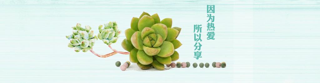 才离家半个月，回来后看到家里的多肉一阵狂喜~