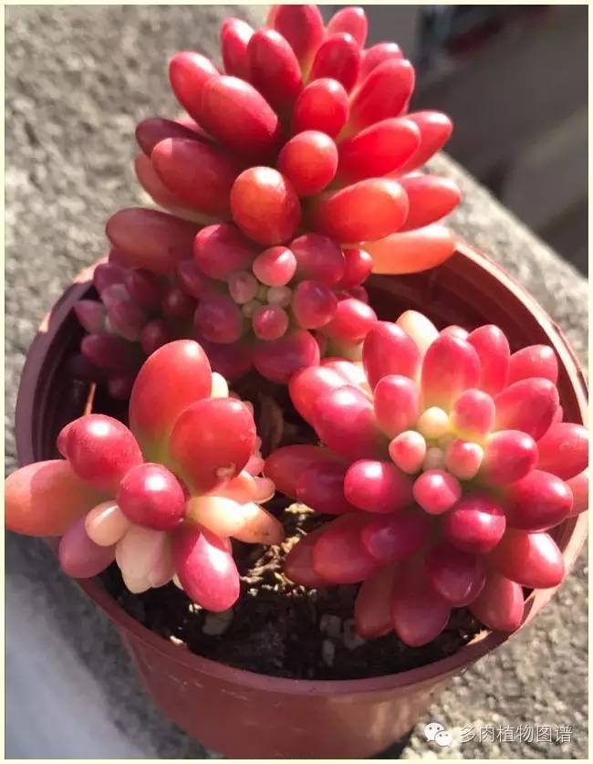 才离家半个月，回来后看到家里的多肉一阵狂喜~