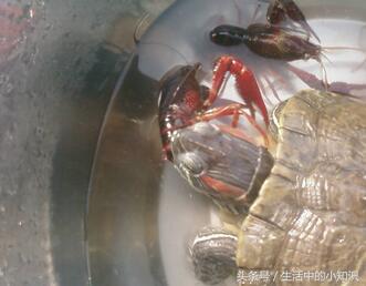 养的小乌龟吃什么食物,小乌龟怎么养经验详解