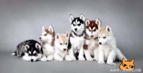 有什么常见的狗狗品种,这些不常见的狗狗品种你认识几个