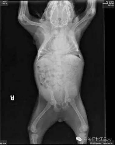 狗狗被抛弃的各种原因,狗狗被丢弃以后的心理