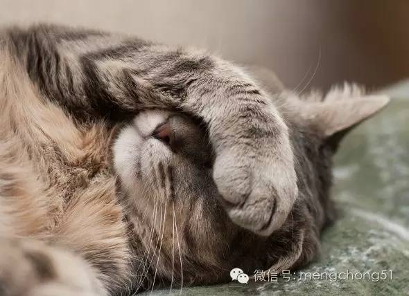 猫咪感染了猫瘟怎么办？如何治疗和预防？