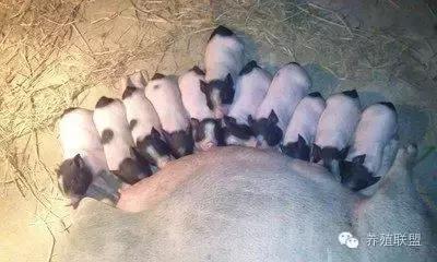 在湖北农村养殖香猪效益如何,农村养小香猪利润