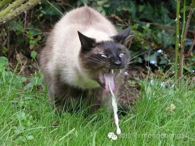 猫咪拉肚子怎么补救,猫咪拉肚子怎么治