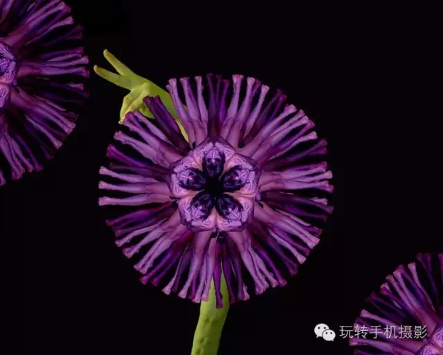 花卉我们看多了，但由上千名裸模组成的就第一次见！