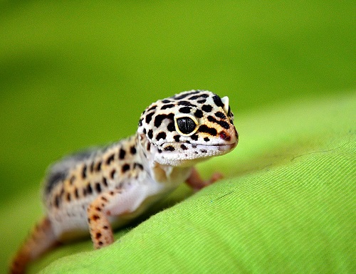 蜥蜴蜕皮蜕不下来怎么办,蜥蜴遇到危险回缩成一团