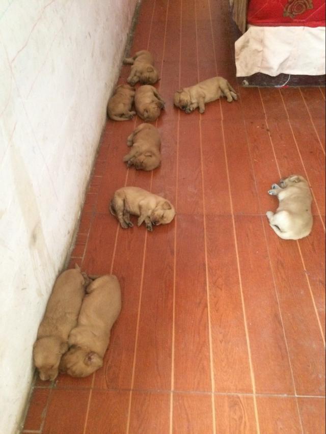 金毛生了9只狗崽，嫌弃太多而不愿喂奶，看着真心疼
