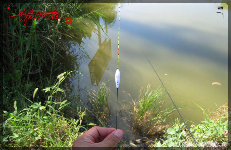 原创我爱飞鱼耍耍耍