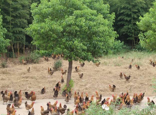 江苏常州十大特产送人,作为一个合格的吃货