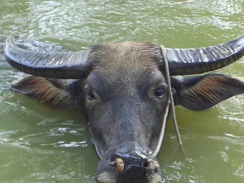 怎么辨别皮革的真假,皮革分类以及辨别标准