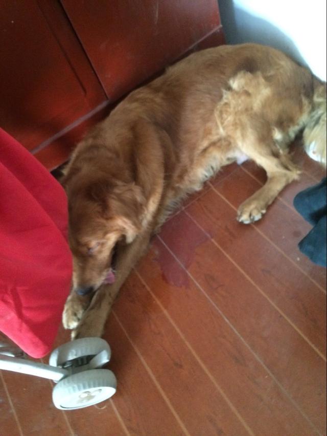 金毛生了9只狗崽，嫌弃太多而不愿喂奶，看着真心疼