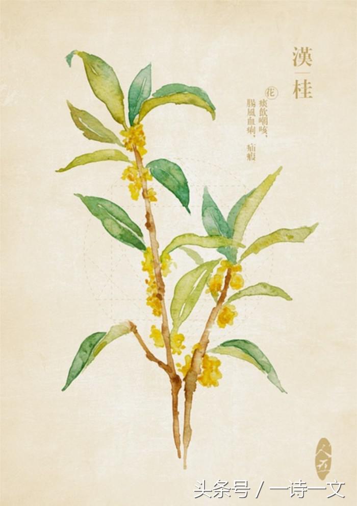 《唯有丹桂飘香八月馥郁芬芳》我,想你了荼蘼花事春已了