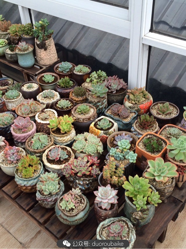 台风来了多肉已搬到安全的地方,台风来了多肉植物搬不动