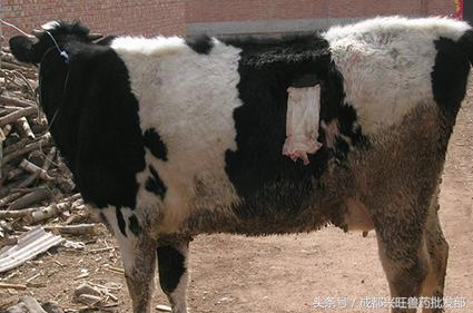 奶牛真胃移位怎么回事,奶牛真胃移位发病原理