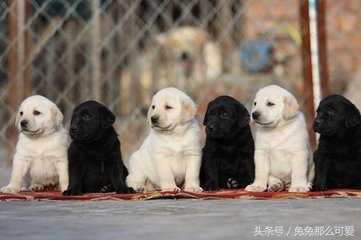 带大家认识不一样的狗狗,常见的狗狗种类