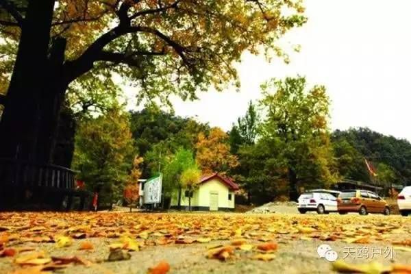 河南最好的红叶银杏叶在哪 (深秋河南哪里可以看银杏)