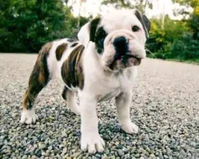 一梦谈狗：这些都不知道，别告诉我你喜欢英国斗牛犬……