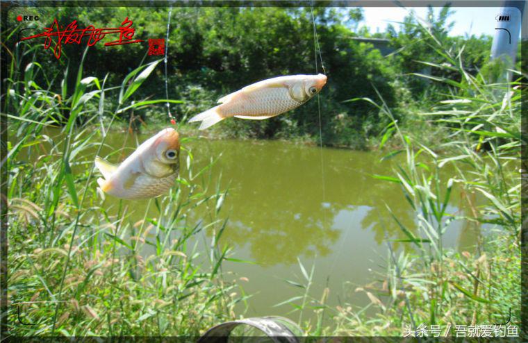 原创我爱飞鱼耍耍耍