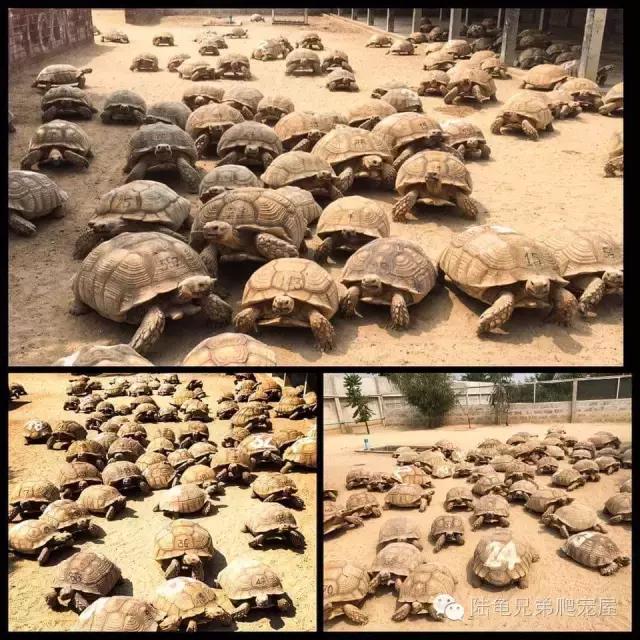 苏卡达2024年可以养了吗,苏卡达养法