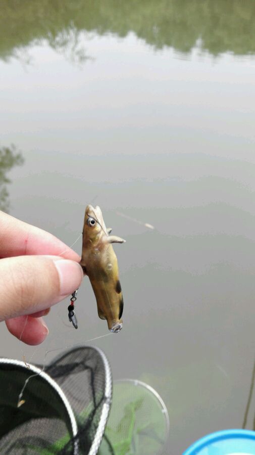 小河钓起一条“翘嘴”仔细一看我笑了