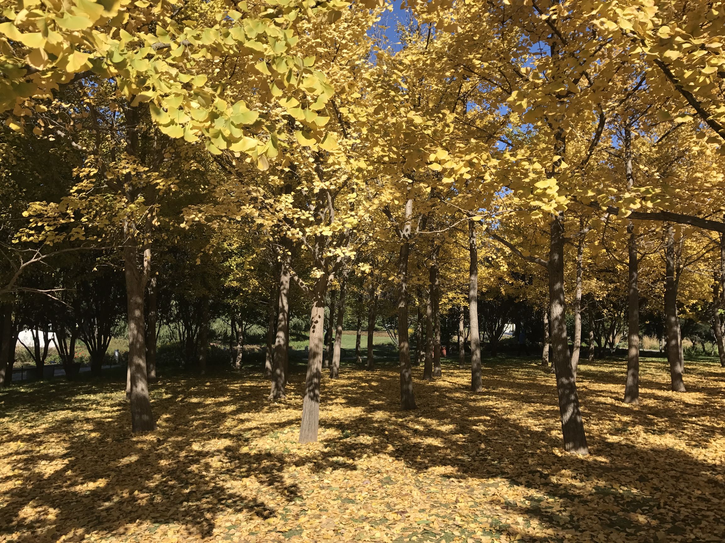 用什么中药泡水喝治心脑血管病,治心脑血管最好的中药方