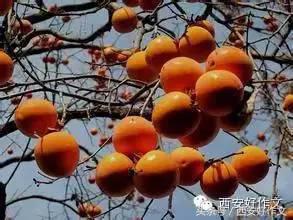 秋日暖阳爬山去酸枣柿子大丰收(听娃讲作文)