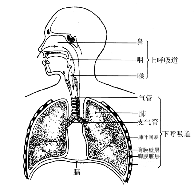 孩子反复发烧加扁桃体发炎怎么办,儿童感冒扁桃体发炎发高烧怎么办