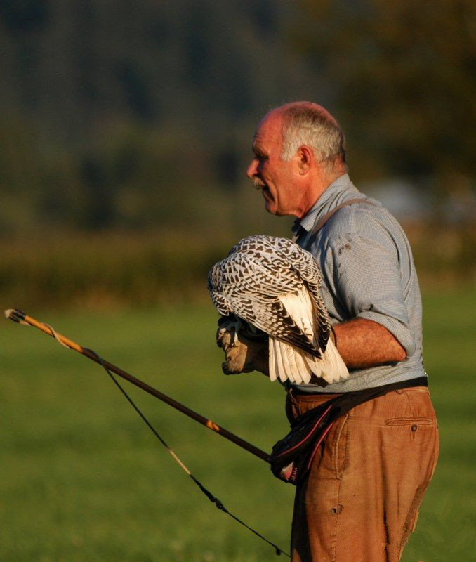 john加拿大,矛隼孵化过程