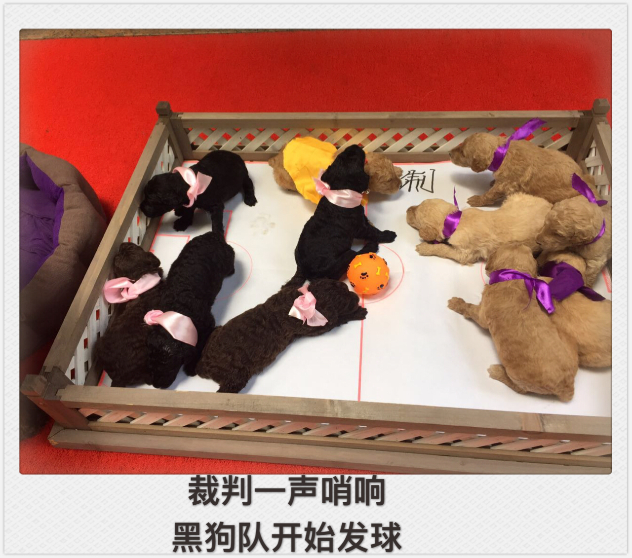 狗踢足球跳起射门视频,踢足球狗狗上前抢球视频