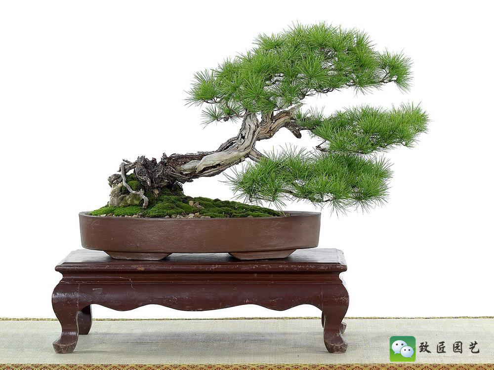 黑松盆景获奖作品 (金奖文人黑松盆景精品)