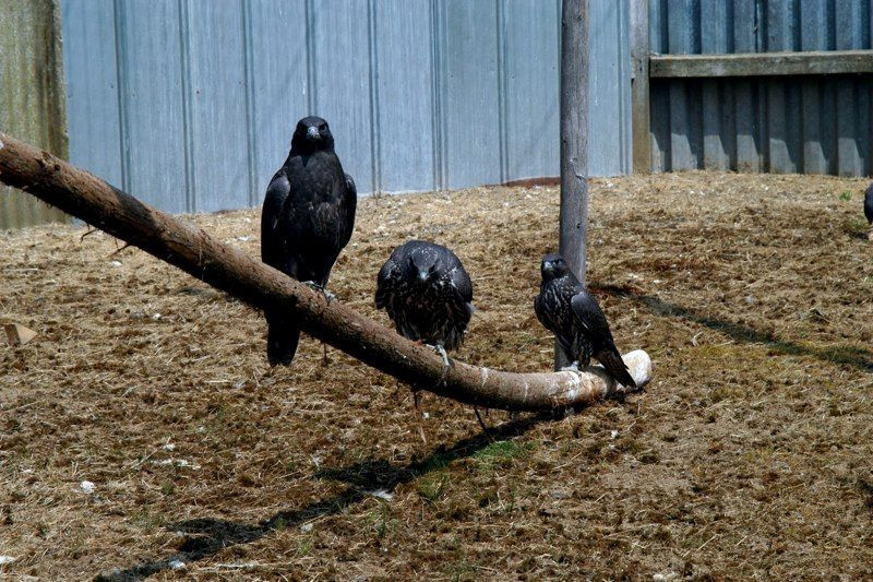 john加拿大,矛隼孵化过程