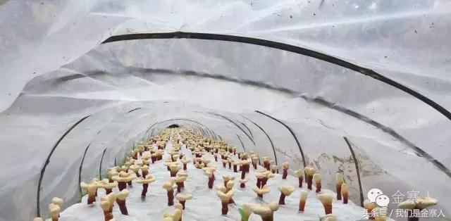 央视灵芝孢子粉价格,灵芝孢子粉央视辟谣