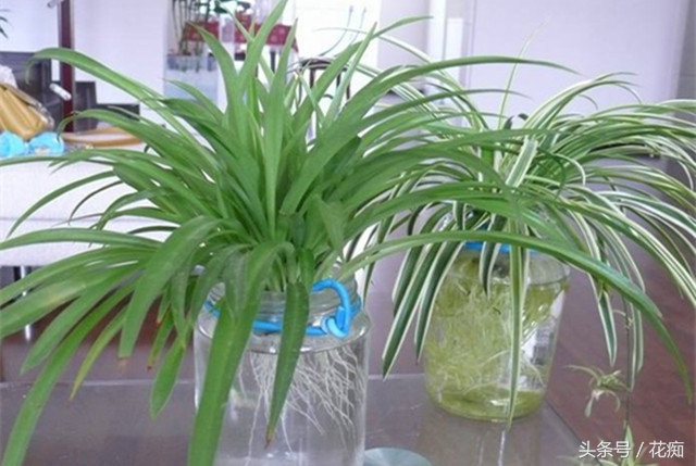 水培吊兰怎么才能长得茂盛,金鱼吊兰水培能茂盛吗