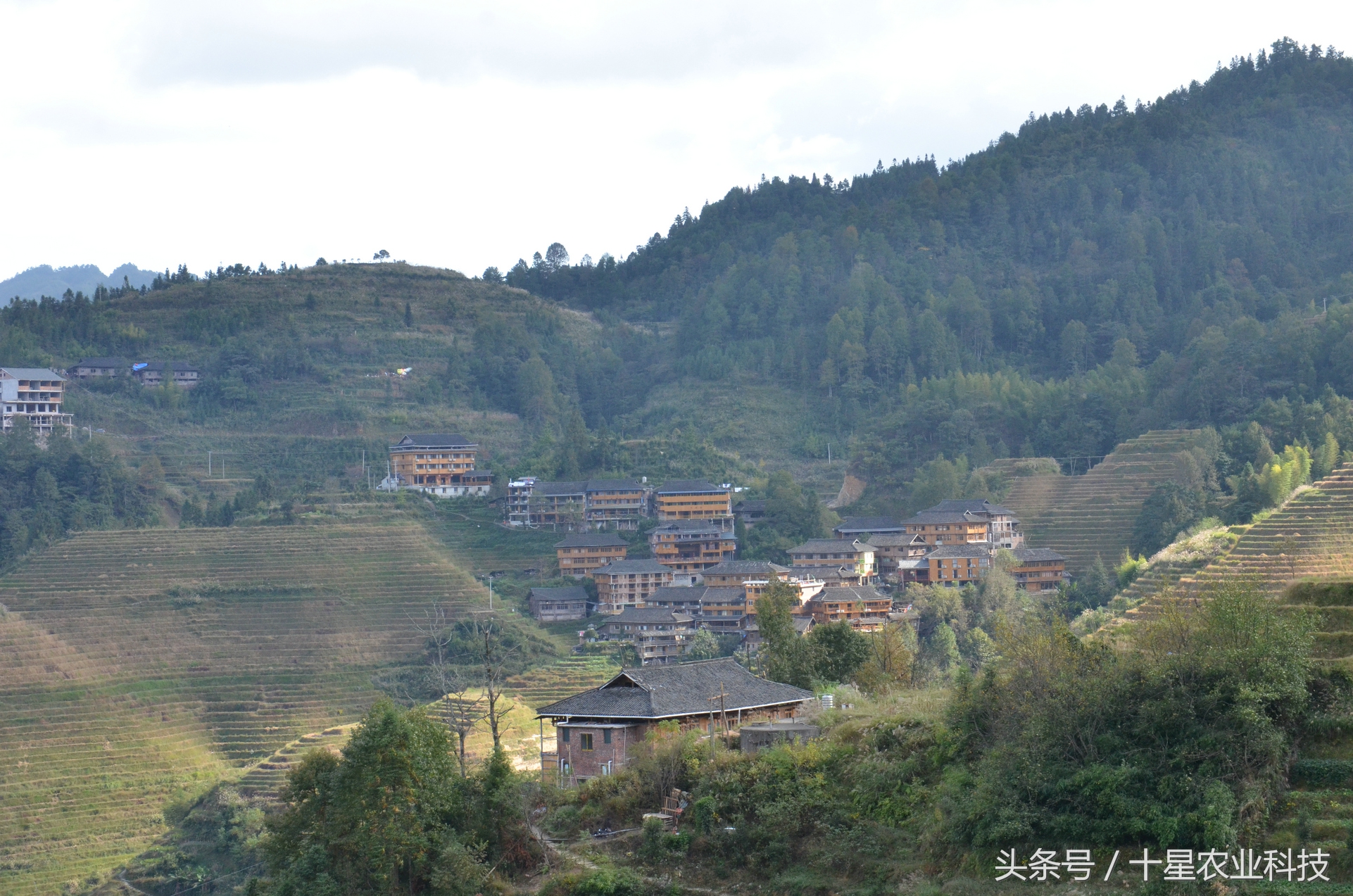 龙胜瑶族大寨龙脊梯田，原创拍摄几十图，有美女出镜哦！