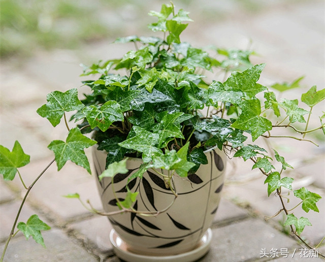 常春藤爬藤垂吊绿植,常春藤怎么养才能更旺盛