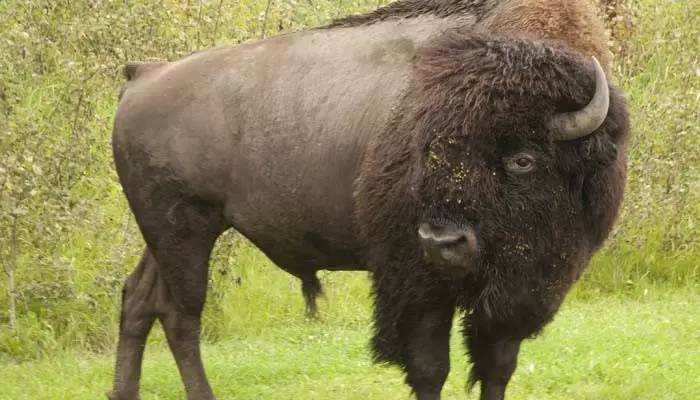 为什么这么多人要去加拿大,去加拿大最应该了解哪些事情