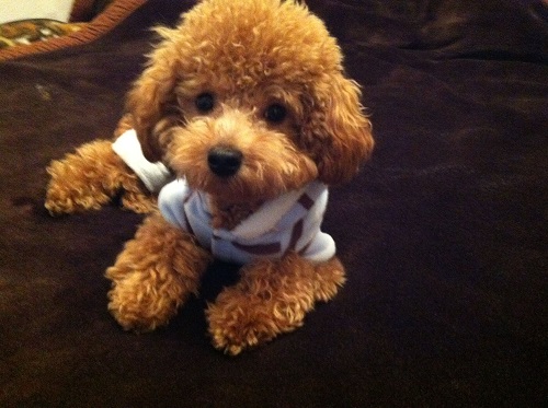 宠物狗毛打结如何处理,狗狗毛特别容易打结怎么办