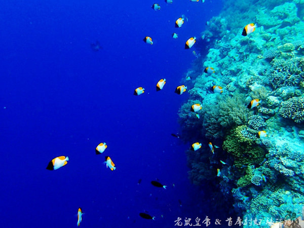 帕劳海底鲨鱼图片大全,帕劳海洋奇观之谜