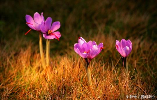 藏红花为何叫红色金子,藏红花有几个品种图片