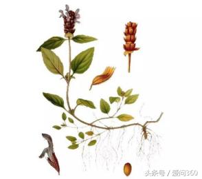 夏枯草怎么吃才最有效,专家讲夏枯草的功效