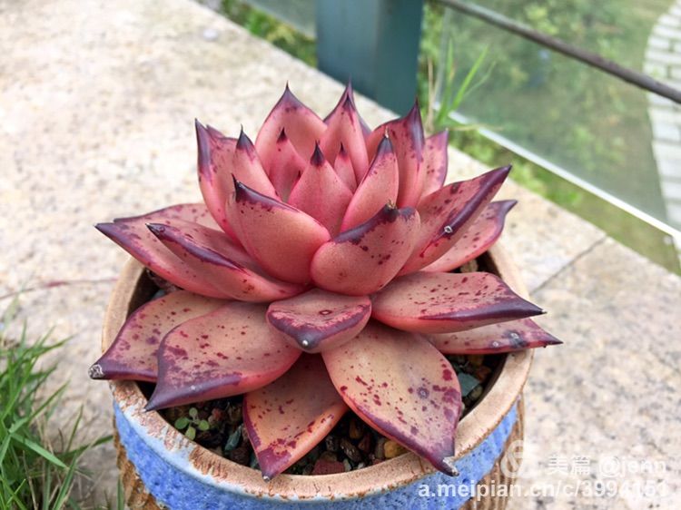 我的多肉小苗一直在露养用遮阳吗,露养冬天的第一盆多肉