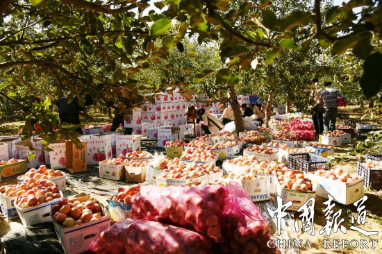 山西万荣苹果丰收,山西运城苹果丰收