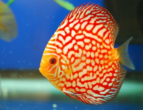 七彩神仙鱼的症状及治疗方法,七彩神仙鱼体表寄生虫图鉴