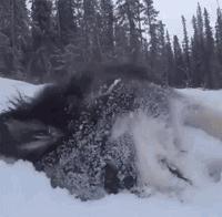下雪天狗狗会怎么样,下雪天狗狗应该注意什么