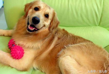 如何预防和缓解狗狗的关节问题,狗狗关节疾病怎么治疗