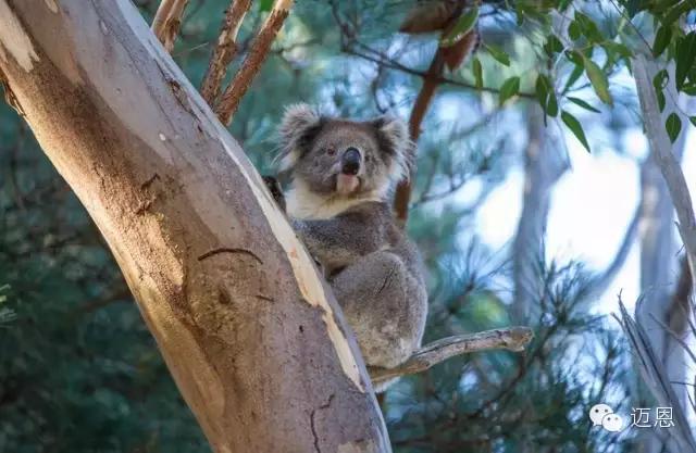 袋鼠和考拉在加拿大还是澳大利亚,袋鼠和考拉是什么关系