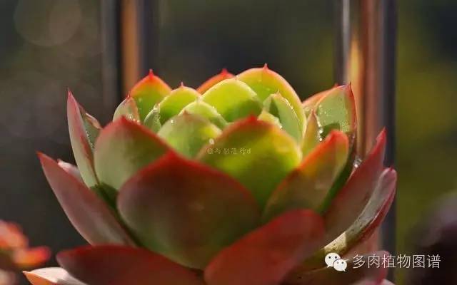 阳台上漂亮的多肉,阳台上的多肉又变美了