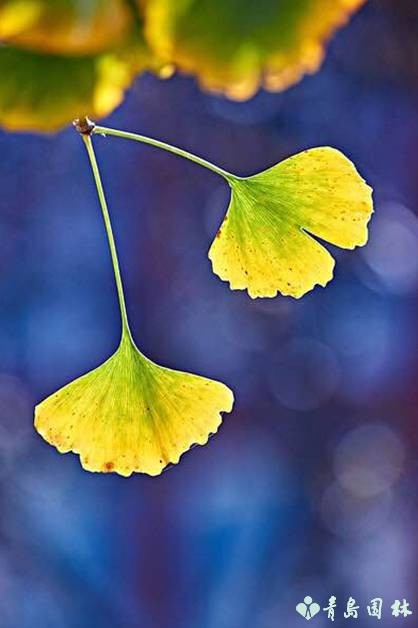 岛城秋韵,“杏”好有你